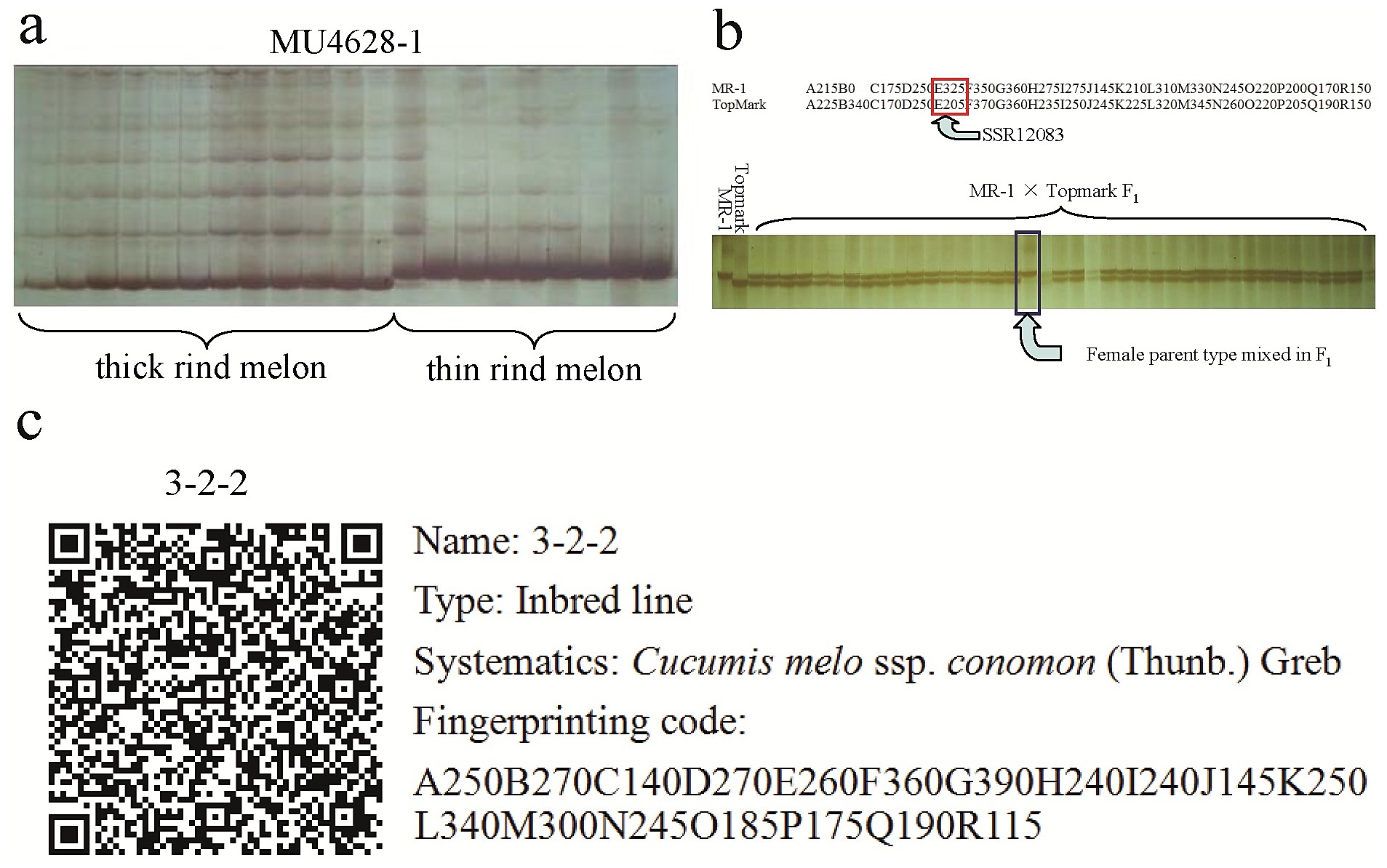 melon dna fingerprinting qr code