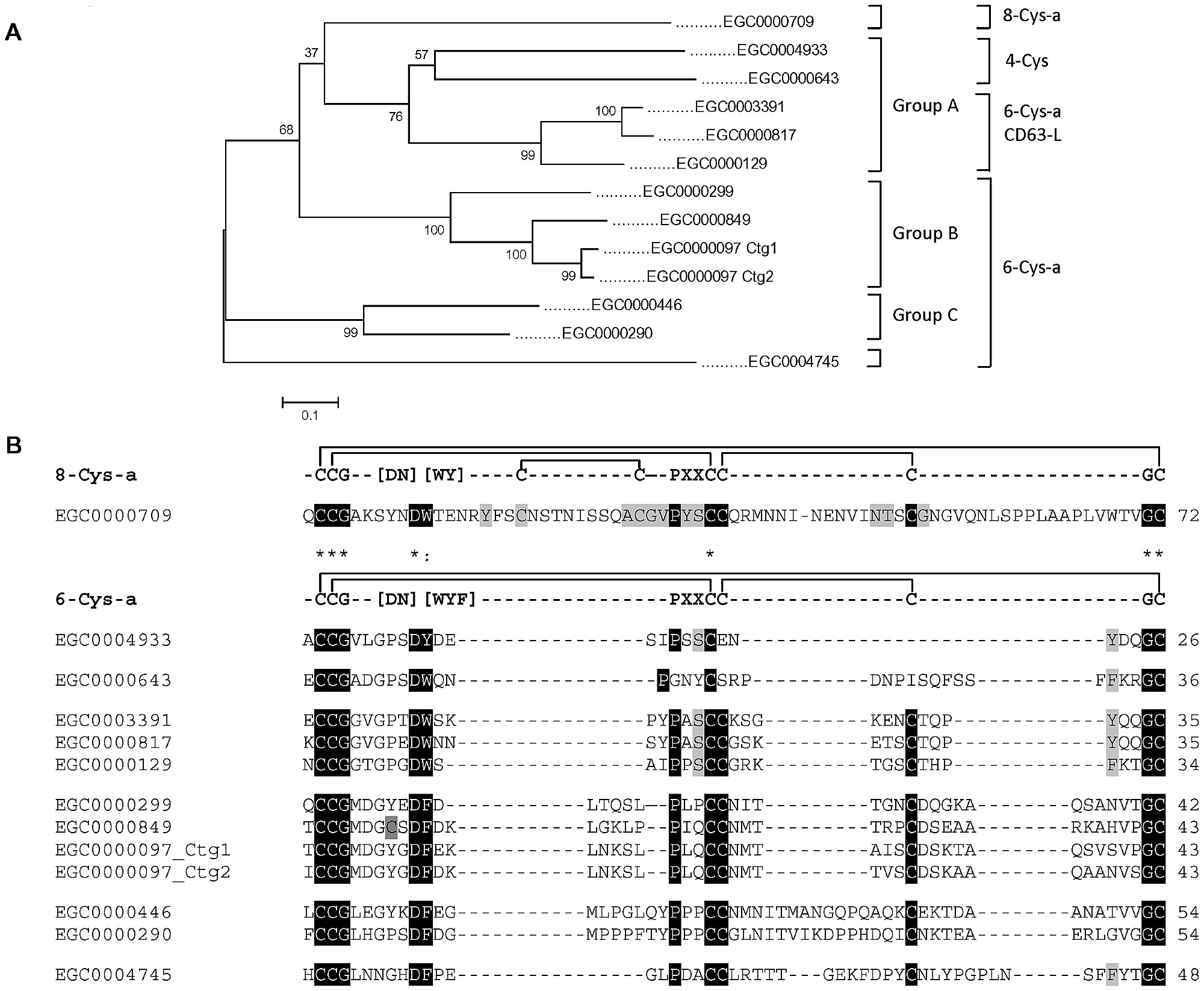Members of the tetraspanin family in the larval transcriptome.
