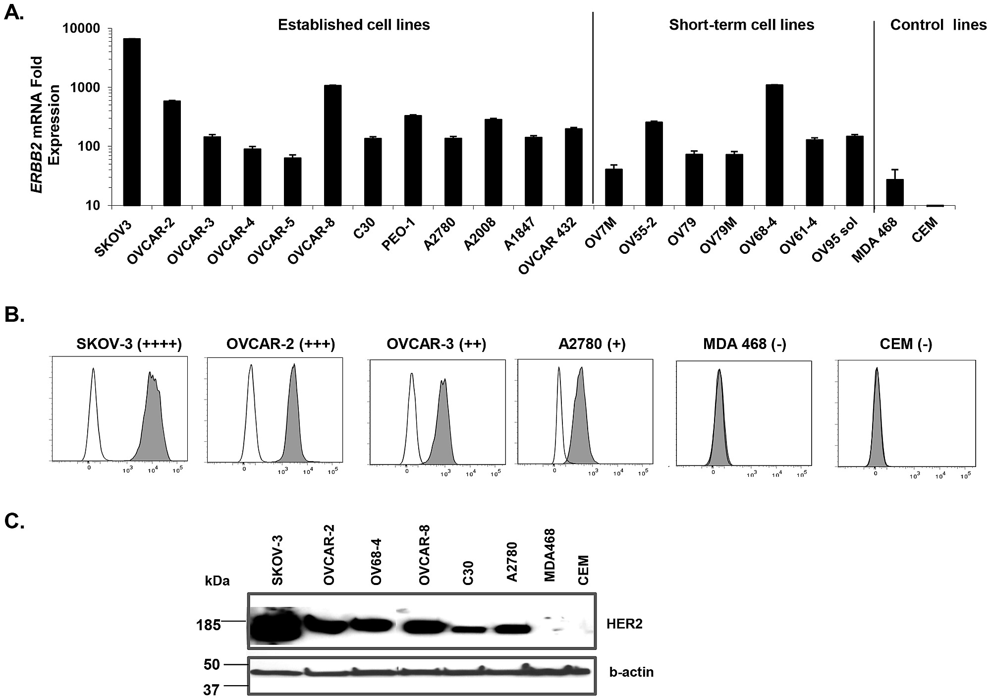ovarian cancer cell lines