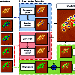 Schematic overview of the proposed algorithm.