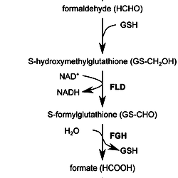 glutathione dependent formaldehyde dehydrogenase Role of in Cancer: From Mechanisms to Therapies ADH5 - Wikipedia