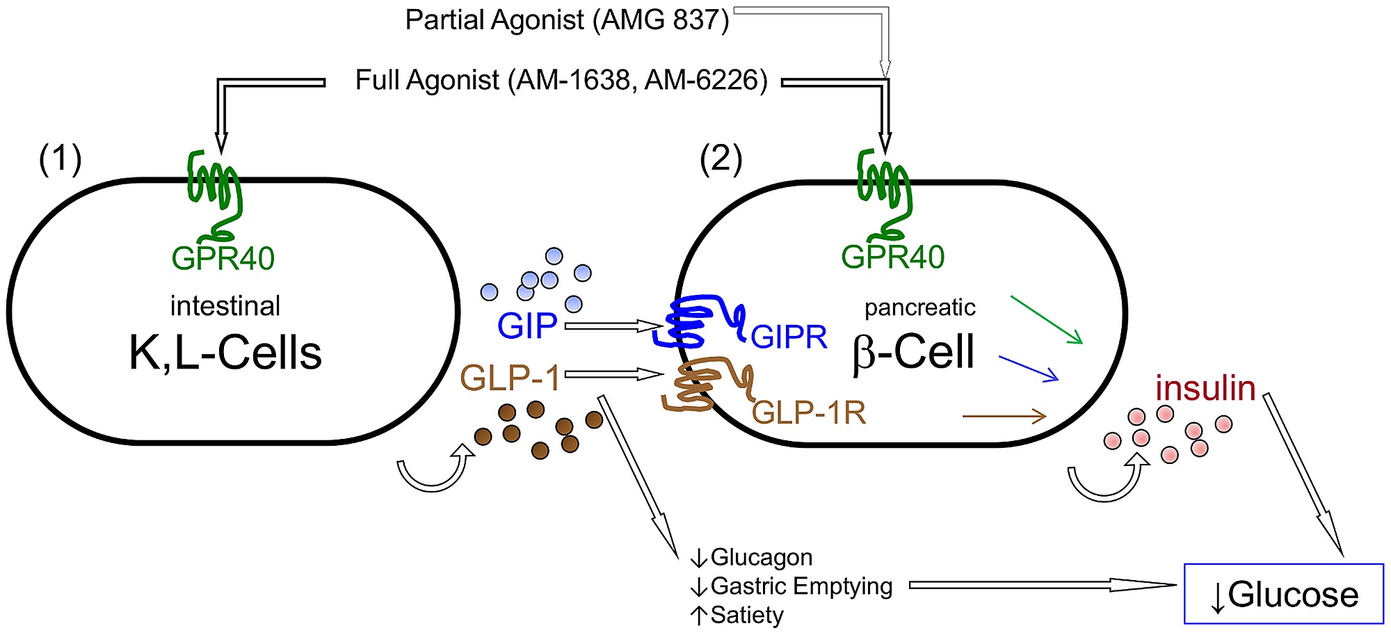 do glp 1 patches really work GLP-1 Patches – Infinity Hoop