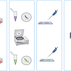 item-schematic-illustration-of-slide-preparation-for-microscope