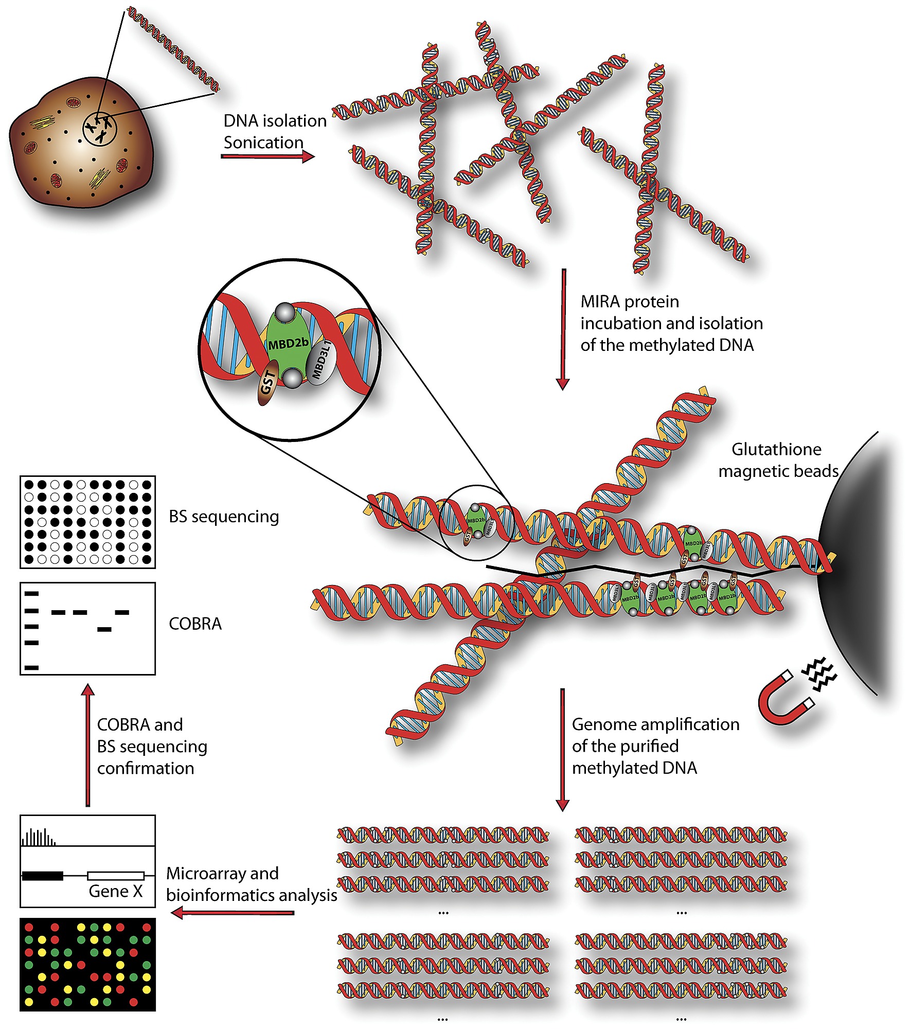 glutathione magnetic beads Item - Schematic description of the MIRA method. - Public Library of  Science