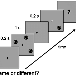 Experimental Setup Task Timeline Experimental Setup Task Timeline