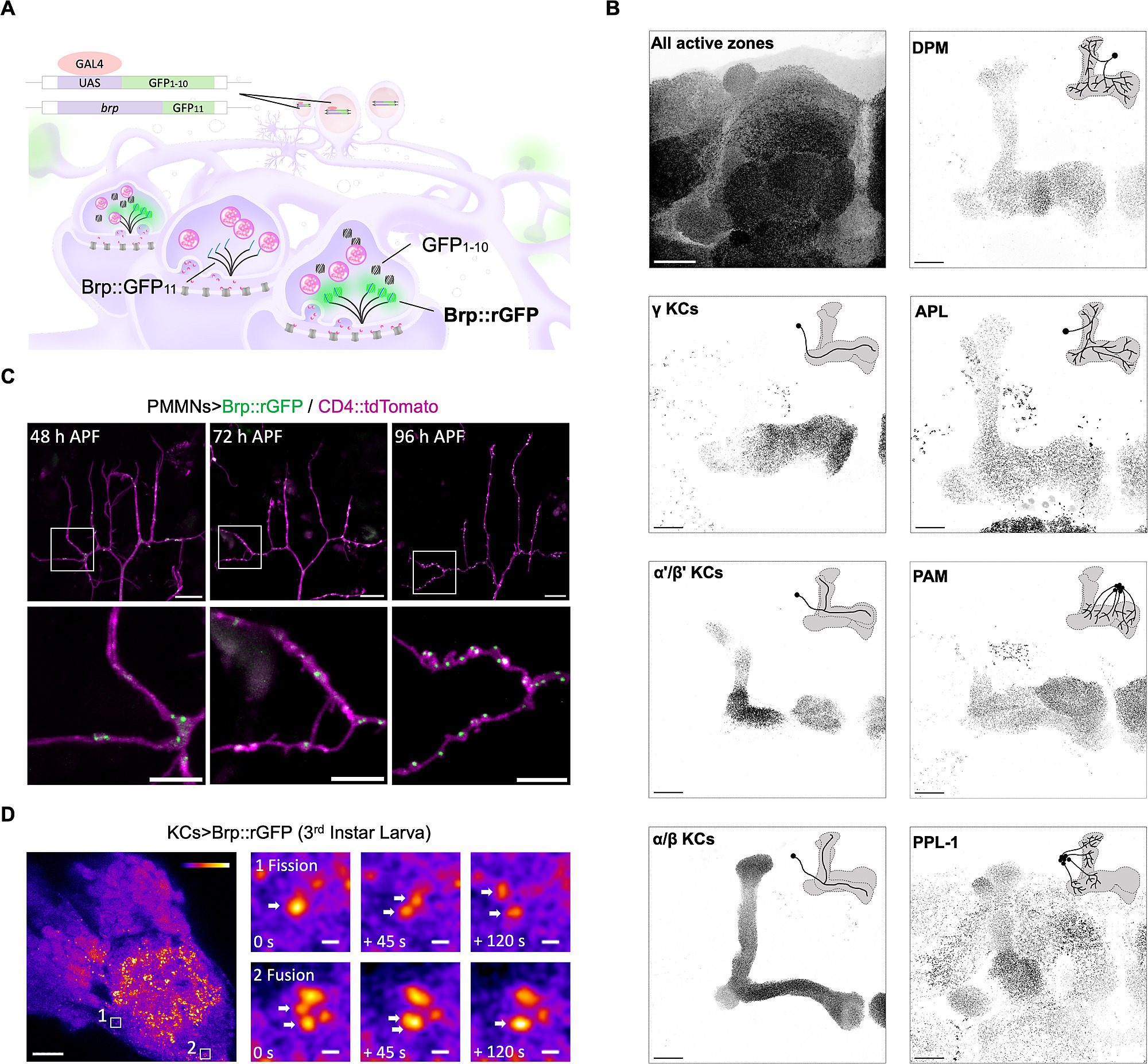絵画 cell division 絵画 cell division Cell Division Process and Time Span in
