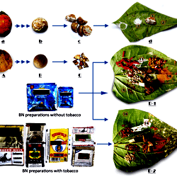 does betel nut have tobacco Item - Betel nut (BN), betel quid (BQ) and different preparations  associated with its mastication, including their commercial reincarnations.  - Public Library of Science
