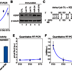 Let-7b and let-7c directly downregulate KSRP mRNA during pituitary ...