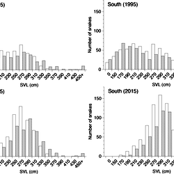 Comparison of body size distributions of male (hollow columns) and ...