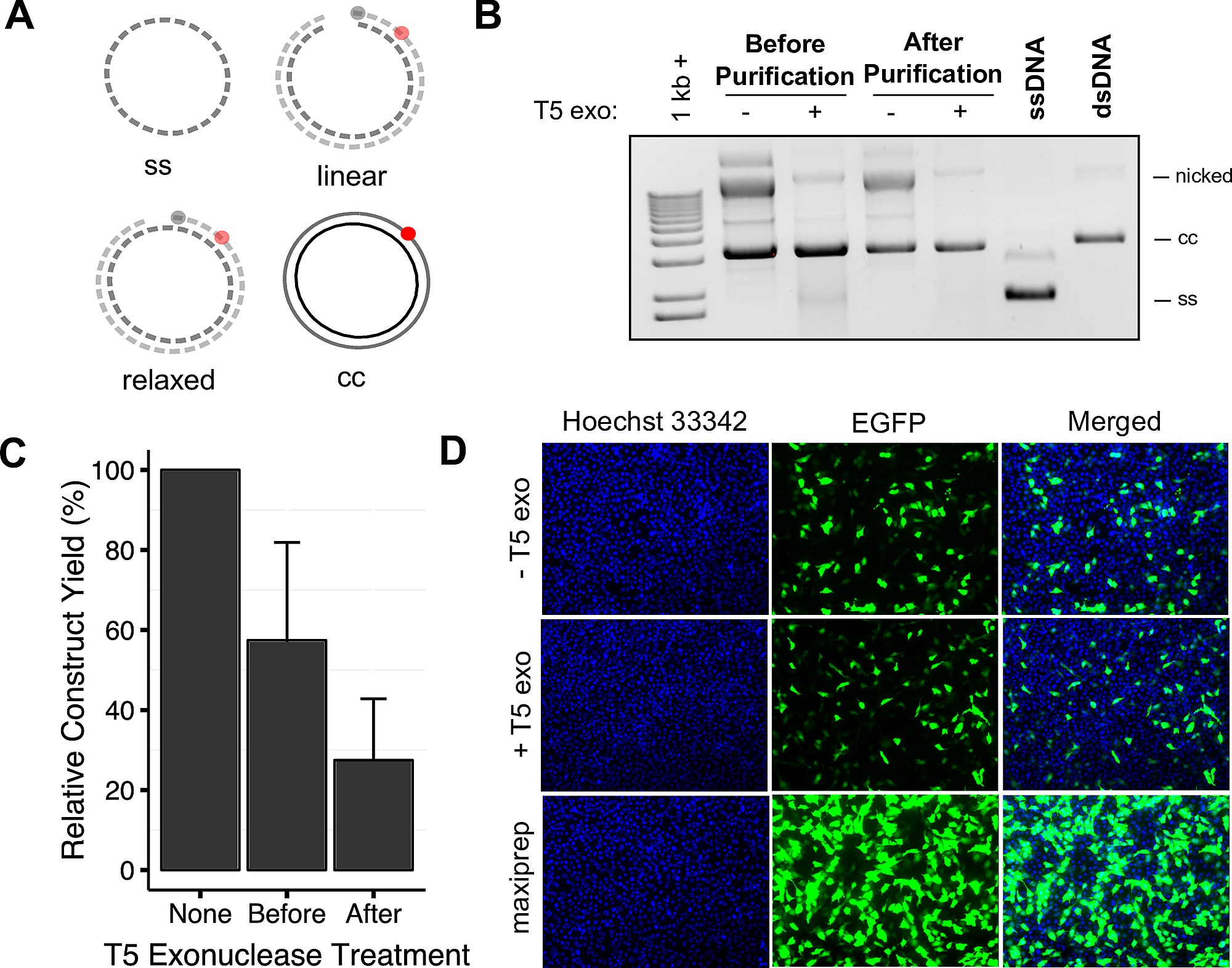 optimization for dna integrity and