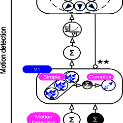 Overview of the competitive dynamics model.