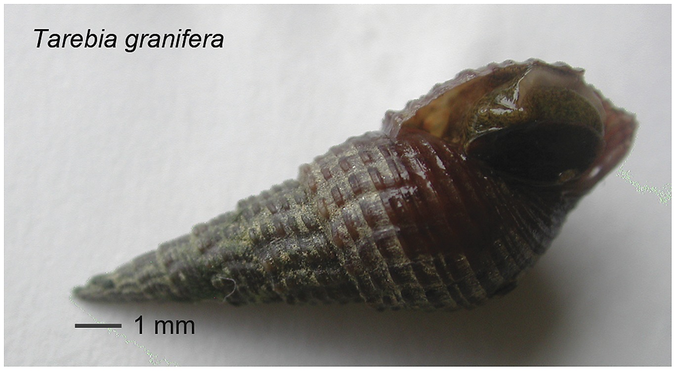 Tarebia granifera Alchetron, The Free Social Encyclopedia