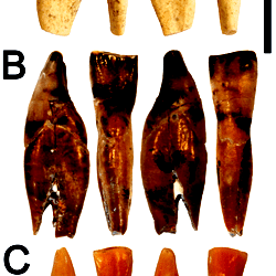 Lower incisors of Hispanopithecus laietanus.