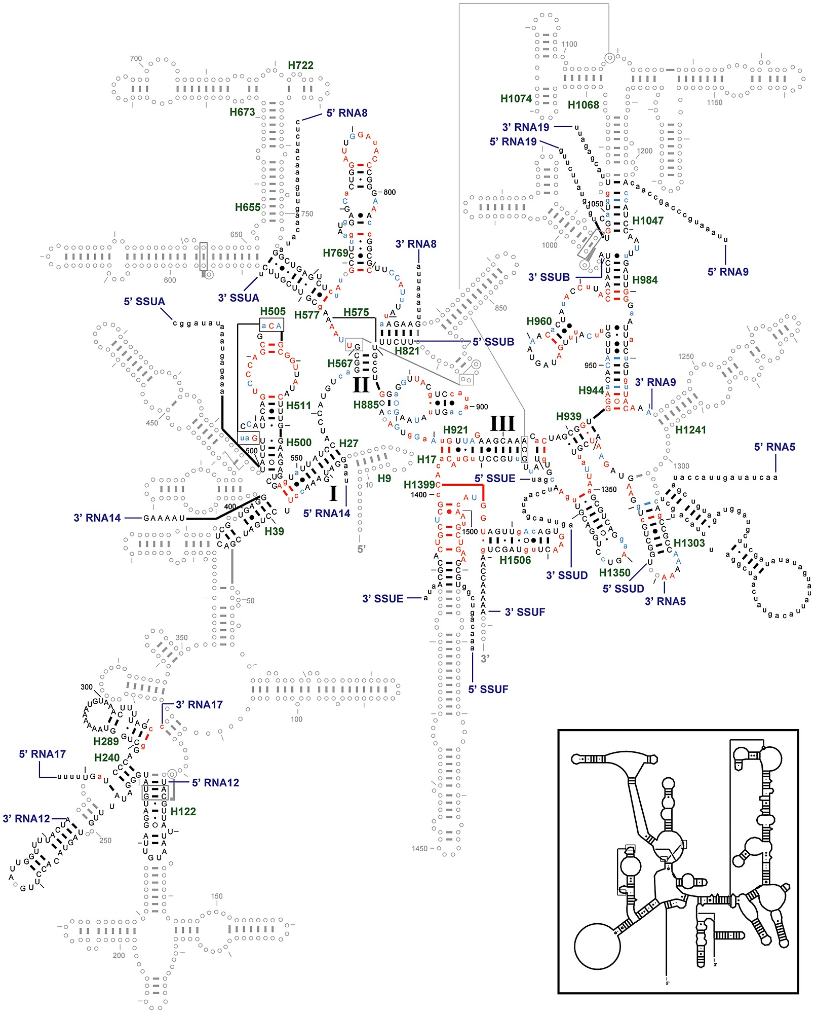 Ssu Rrna Secondary Structure