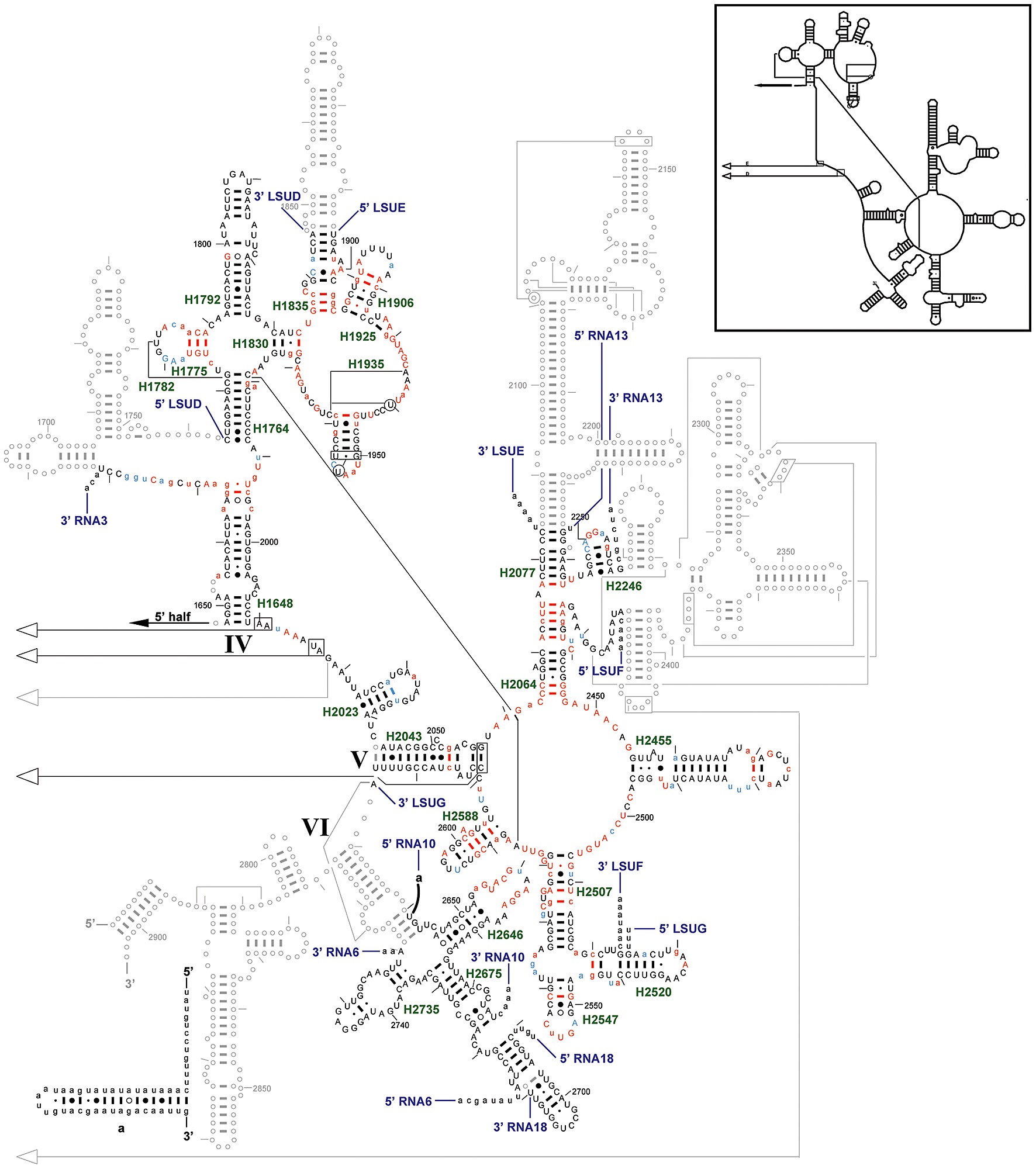 Lsu Rrna Secondary Structure 3 Half