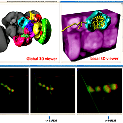 Vaa3D visualization of 4D and 5D microscopic images, as well as ...