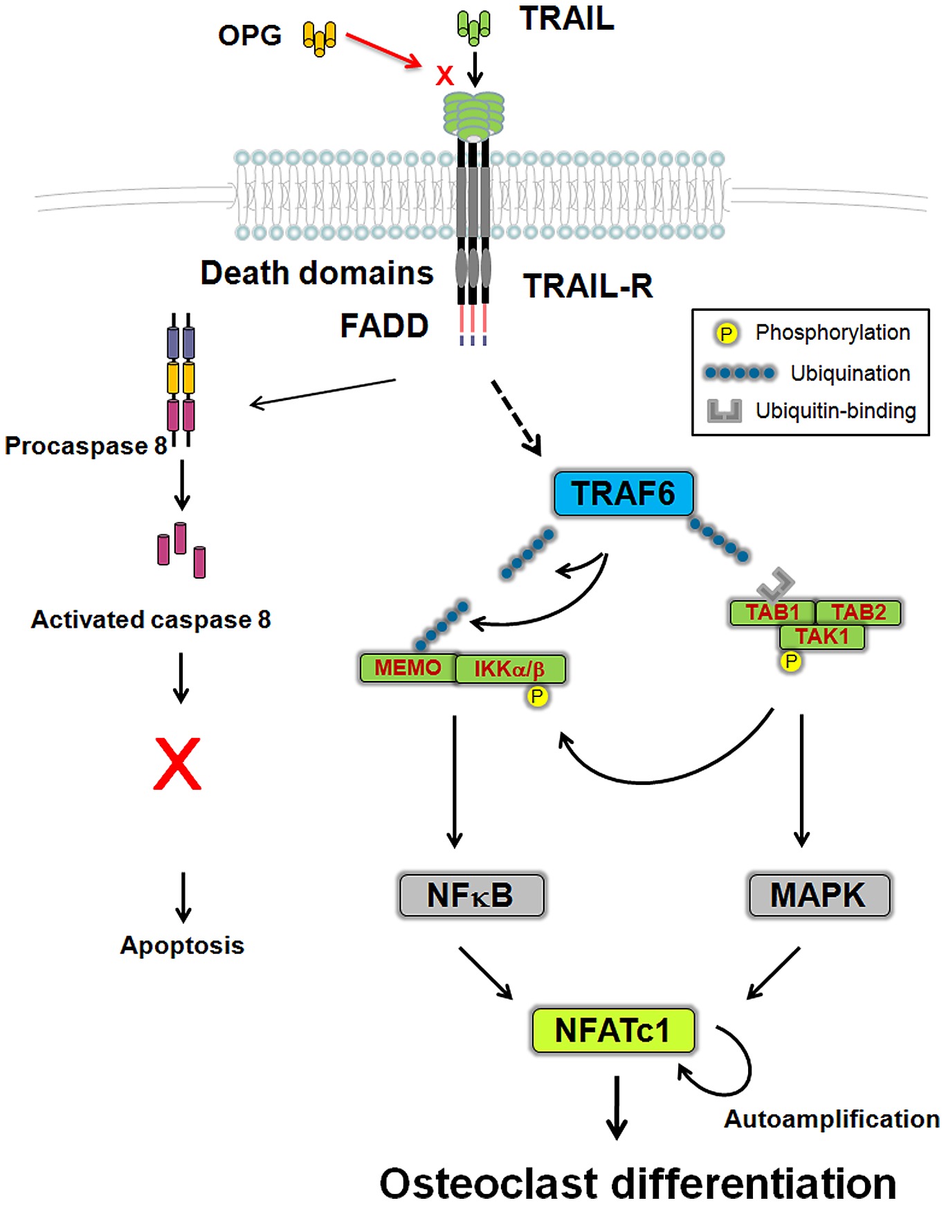 traf6