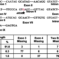 Single base pair mutations in dil1 mutants cause alternative splicing.