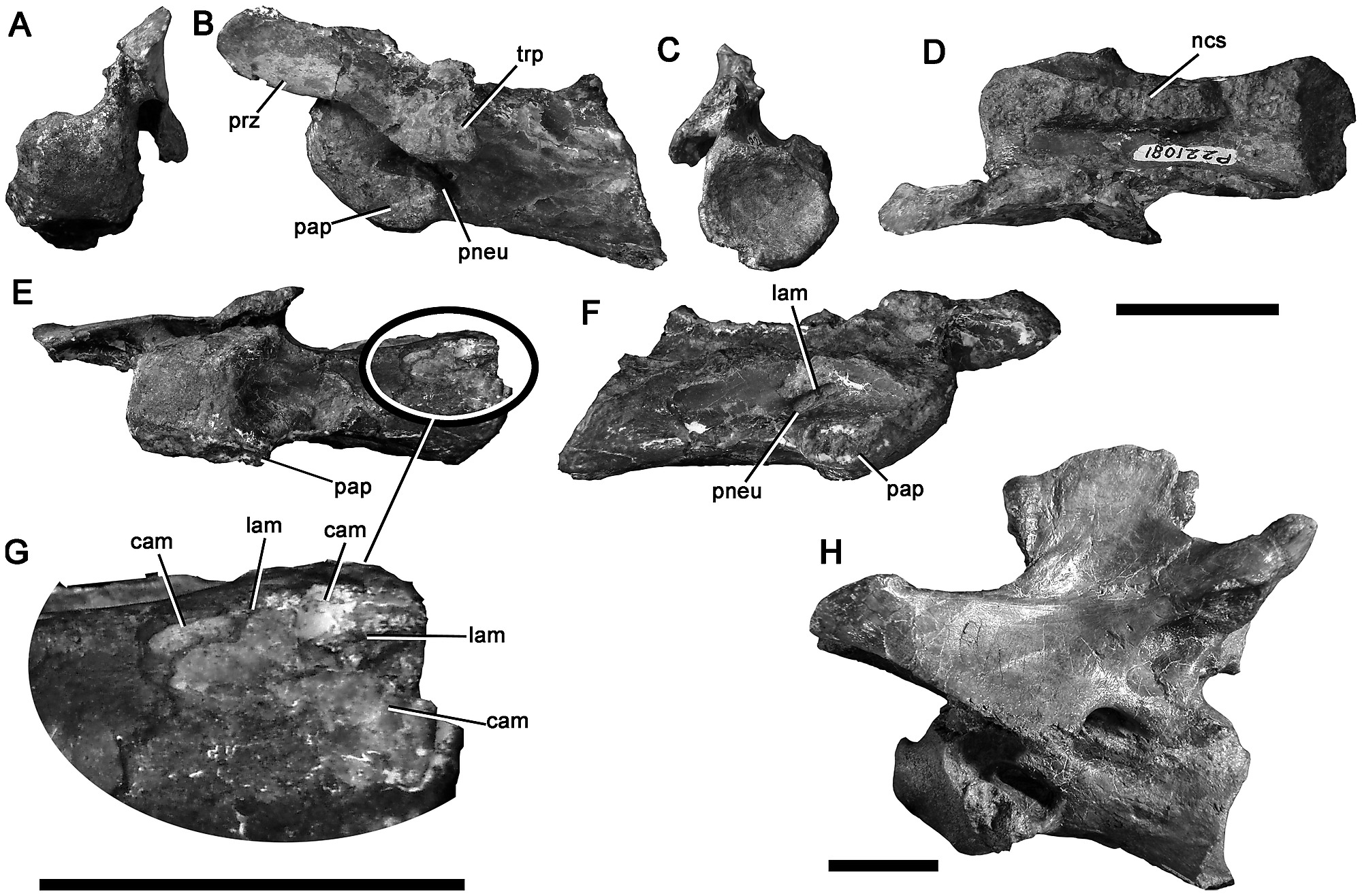 Spinosaurid Cervical Vertebra Nmv P In Anterior A Left Lateral B Posterior C Dorsal D Ventral E And Right Lateral F Views With G Enlargement Showing Camerate Internal Pneumatic Structure H Cervical Spinosaurid Cervical Vertebra Nmv P In Anterior A Left Lateral B Posterior C Dorsal D Ventral E And Right Lateral F Views With G Enlargement Showing Camerate Internal Pneumatic Structure H Cervical