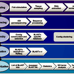 Flowchart representing the data processing pipeline for de novo ...