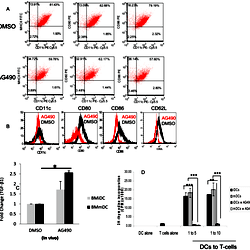 AG490 modulates phenotype and function of DC.