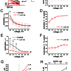 Effect of Aβ<sub>1–42</sub> oligomers (<i>HFIP protocol</i><i>I</i>) on Kv 1.3 currents and on BLM conductance.