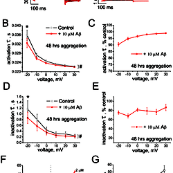 Effect of HFIP-free Aβ<sub>1–42</sub> oligomers (<i>NaOH protocol</i>) on Kv 1.3 current and on BLM conductance.