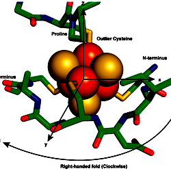 Fold topology in a ferredoxin fold.