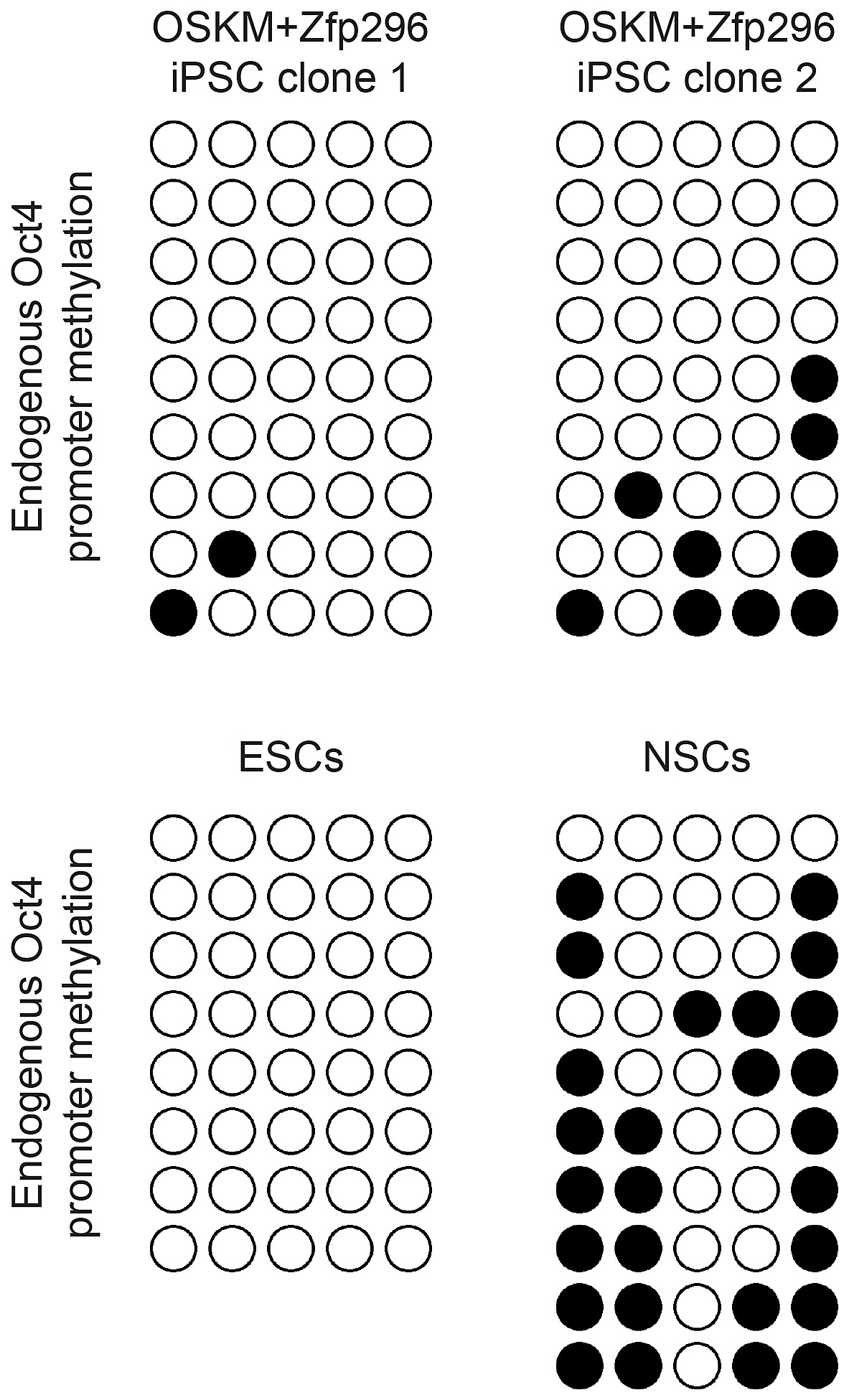 oct4 promoter methylation