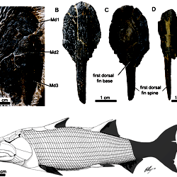 Guiyu oneiros Zhu et al., 2009.