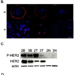 EGFR and HER2 receptor expression and phosphorylation in 3D vs. 2D ...