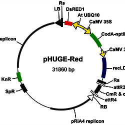 Physical map of binary vector pHUGE-Red.