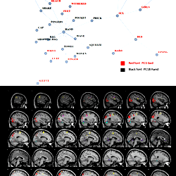Example of conceptual association overlaid on brain images representing its neural context.
