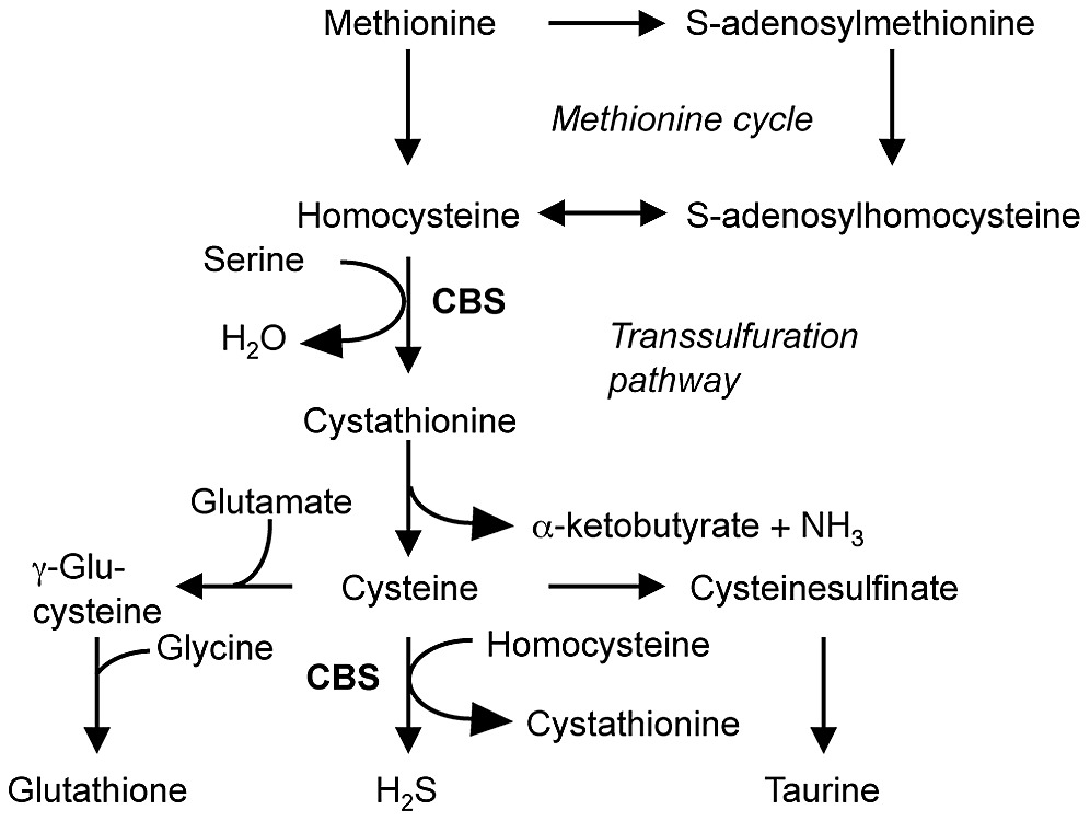 glutathione and sulfur metabolism Transporters in plant Sulfur Metabolism Under Stress -