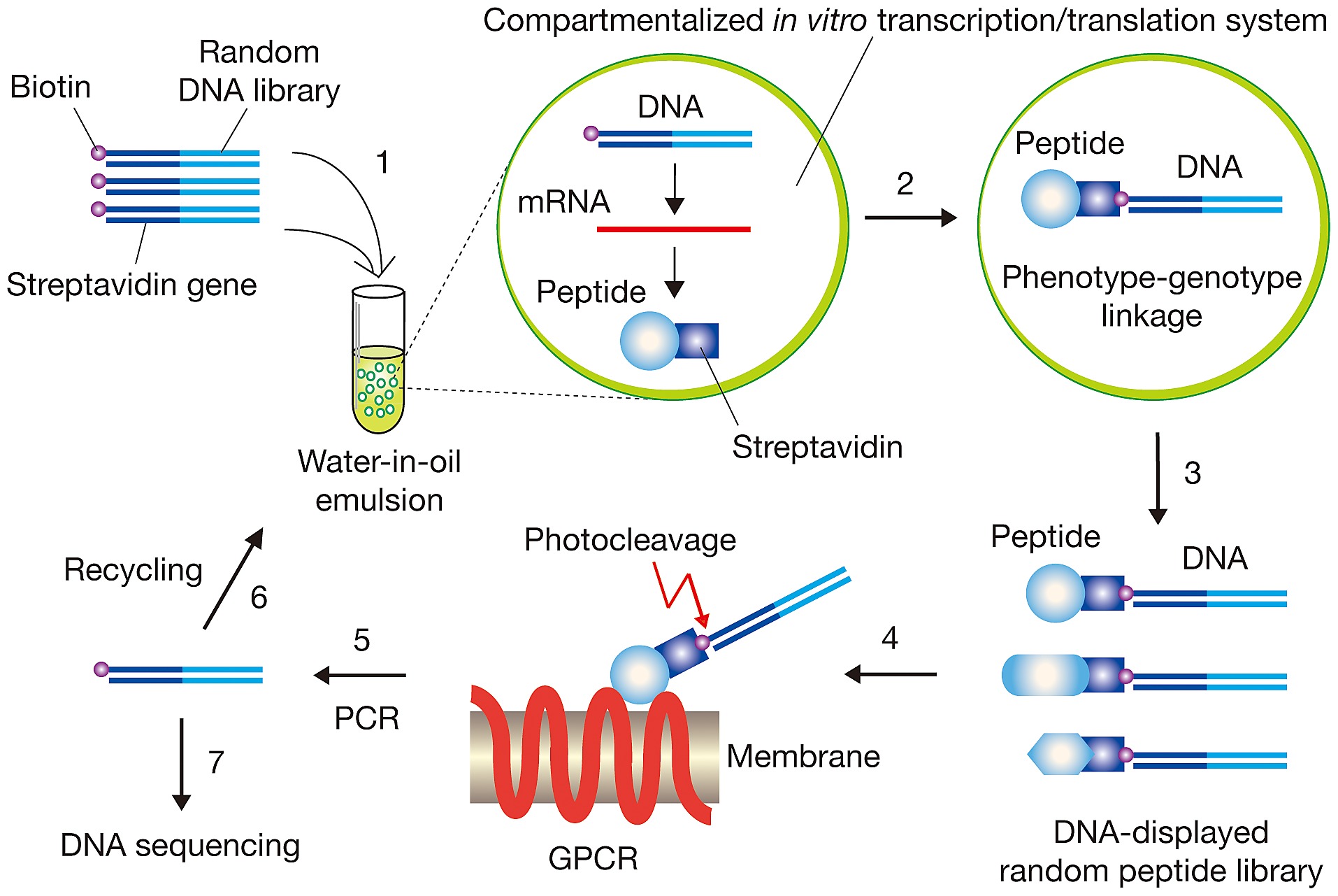 schematic representation of dna display