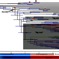 Chronogram Derived From The Bayesian Relaxed Clock Analysis Using The Chronogram Derived From The Bayesian Relaxed Clock Analysis Using The