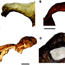 Nasal horn variation in Triceratops.