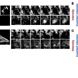 Integrin waves and ventral F-actin waves are visible by Interference ...