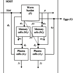 Schematic diagram of the memory model.