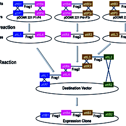 Schematic diagram of three-fragment Gateway MultiSite recombination