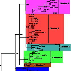 Phylogenetic tree inferred using Bayesian analysis of Siberian roe deer ...
