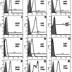Flow cytometry histograms of lectin binding in hESCs, hNPs and hMPs.
