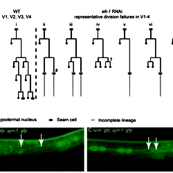Reduction Of Elt 1 Function Causes V Lineage Division Defects Reduction Of Elt 1 Function Causes V Lineage Division Defects