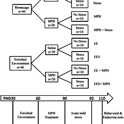 Schematic diagram of experimental design and procedures.