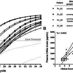 Plasma CNAs levels reliably correlate with the P. vivax clinical spectrum.