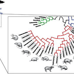 A phylogenetic tree of the rodent clade Ctenohystrica derived from ...