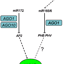 A model of AGO1 and AGO10 in floral stem cell regulation.