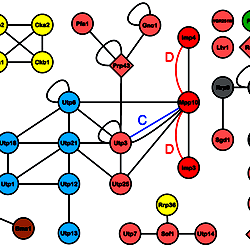 The current, merged SSU processome interactome map from the three HT 