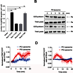 Activities of Rac1 and RhoA during phagocytosis by L/Stab-2 cells.
