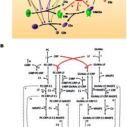 Simplified schematic representation of the complement system and ...
